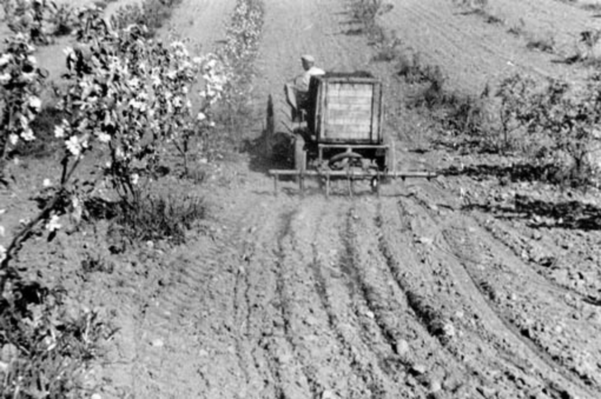 Anno Domkirkeodden, Gjødsling, gjødselspreding med traktor mellom frukttrær på Aske østre, Nes, Hedmark.