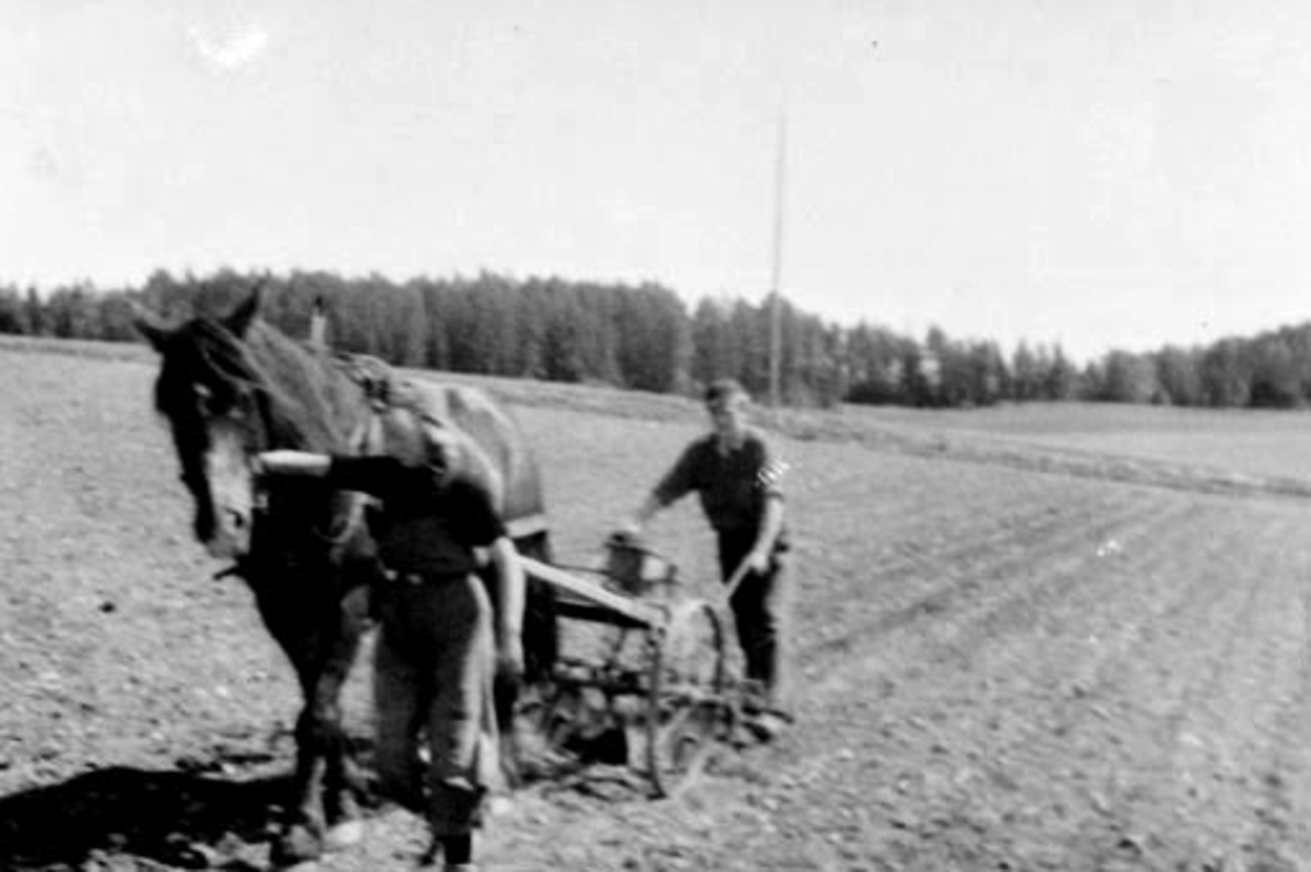 Anno Domkirkeodden, Våronn på Herstad, Stavsjø. Kjøring i kålrotåkeren med hest og hakke. Målfrid Kristiansen leier hesten "Troll". Kjørekaren er ukjent.