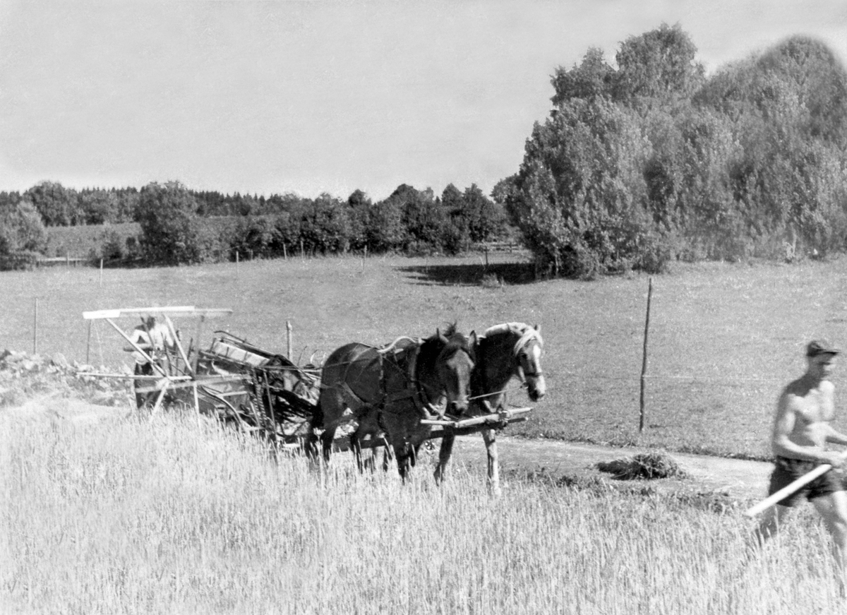 Anno Domkirkeodden, Skuronn med tospann og selvbinder i Askehagen, Stavsjø.