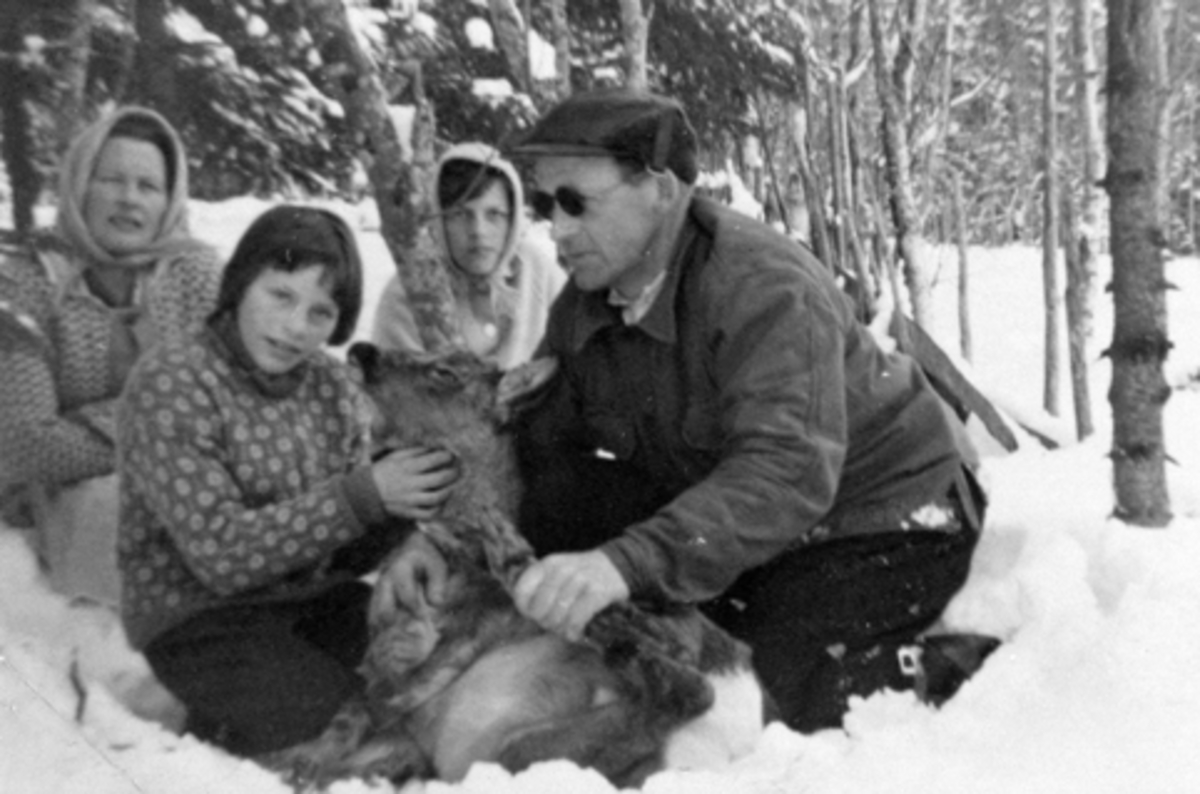 Anno Domkirkeodden, Rådyr med ødelagt bein behandles. Fra venstre er Gunvor Godager, Laila Godager, Anne Grethe Solvang, Kaare Godager, Engstad, Furnes, Ringsaker. Historien bak bilde er at May Godager fikk tak i rådyret med det skadde beinet. Kaare Godager, ville se om rådyret hadde store skader. Det hadde det ikke o…