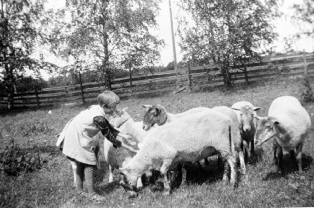 Anno Domkirkeodden, Liten pike mater sauer på tunet, foran hovedbygningen på Vetten gård, Furnes, Ringsaker.