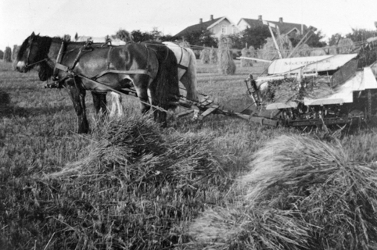 Anno Domkirkeodden, Skuronn på Vetten, Jessnes, Ringsaker. Hest med sjølbinder. Kjørekar er Birger K. Wetten f.1892.