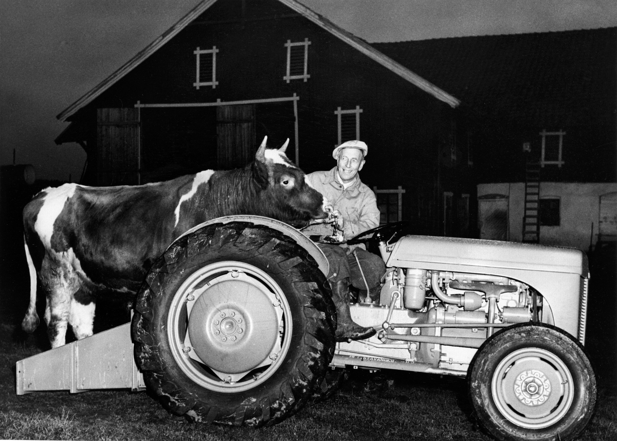 Anno Domkirkeodden, Olaf Qvale (1889 - 1955) kjører traktor med en okse som skal til slakting. Arnkværn gård, Furnes, Ringsaker.