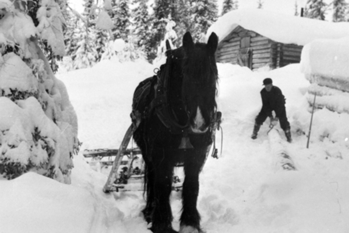 Anno Domkirkeodden, Lunning av tømmer, tømmerkjøring med hest, Reidar P., vinter, Kjøsbua, Furnes Almenning.