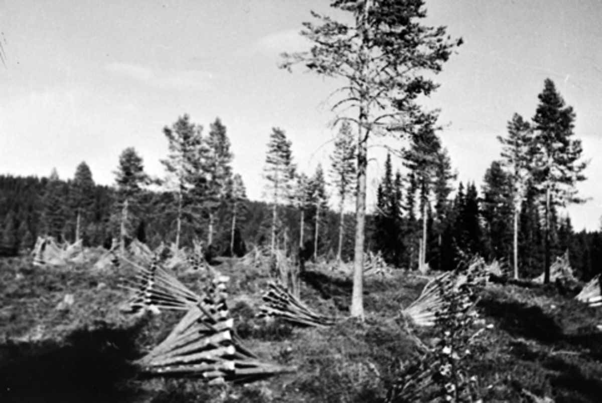 Anno Domkirkeodden, Vedhogst, ved satt opp i reiser for tørk, vedlikehold av skog, Furnes Almenning.