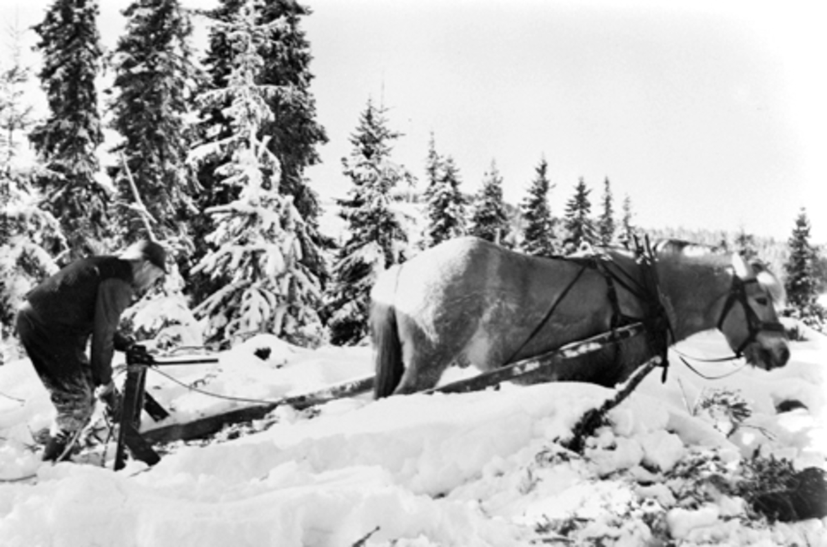 Anno Domkirkeodden, Oskar Lillehovde lunner tømmer med hesten "Blakken" (fjording) i Trolldalen, Furnes Almenning. Tømmerlunning, skogsarbeid.