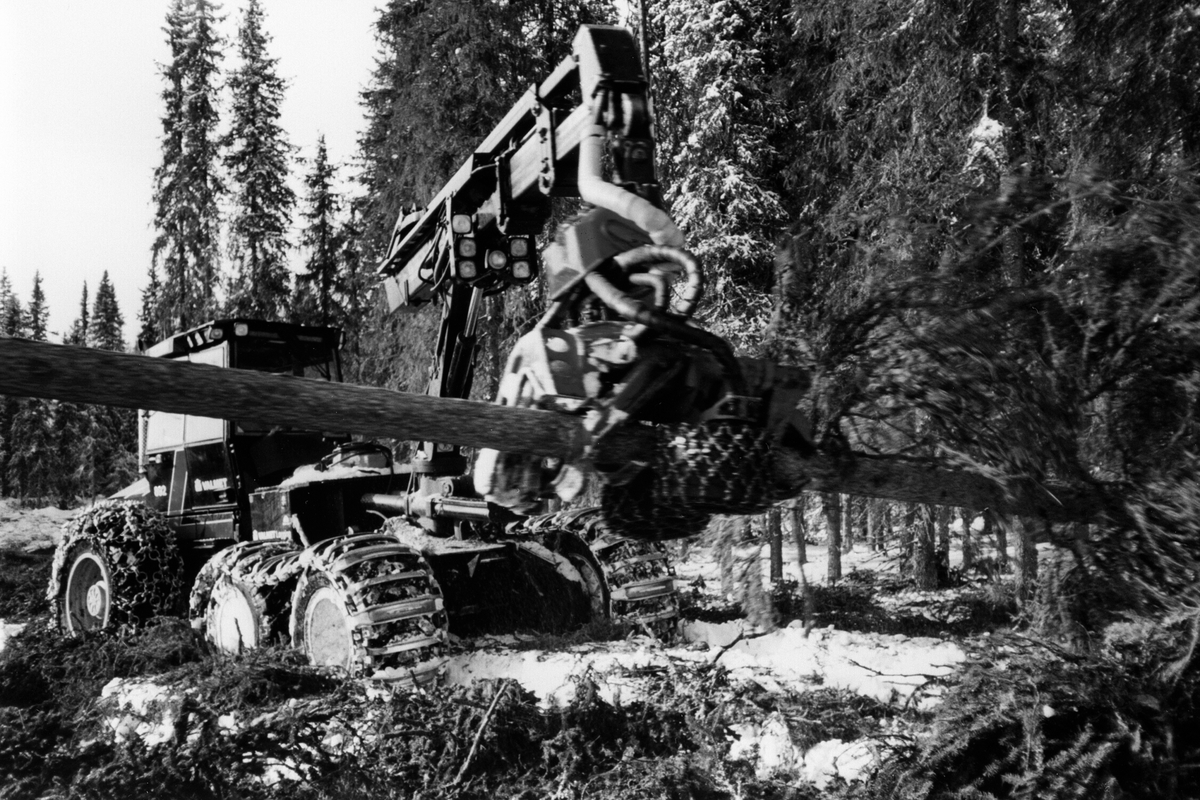Anno Domkirkeodden, Skogsmaskin, Valmet 892, felling av tømmer, Furnes Almenning. Sjåfør er Morten Lierhagen.