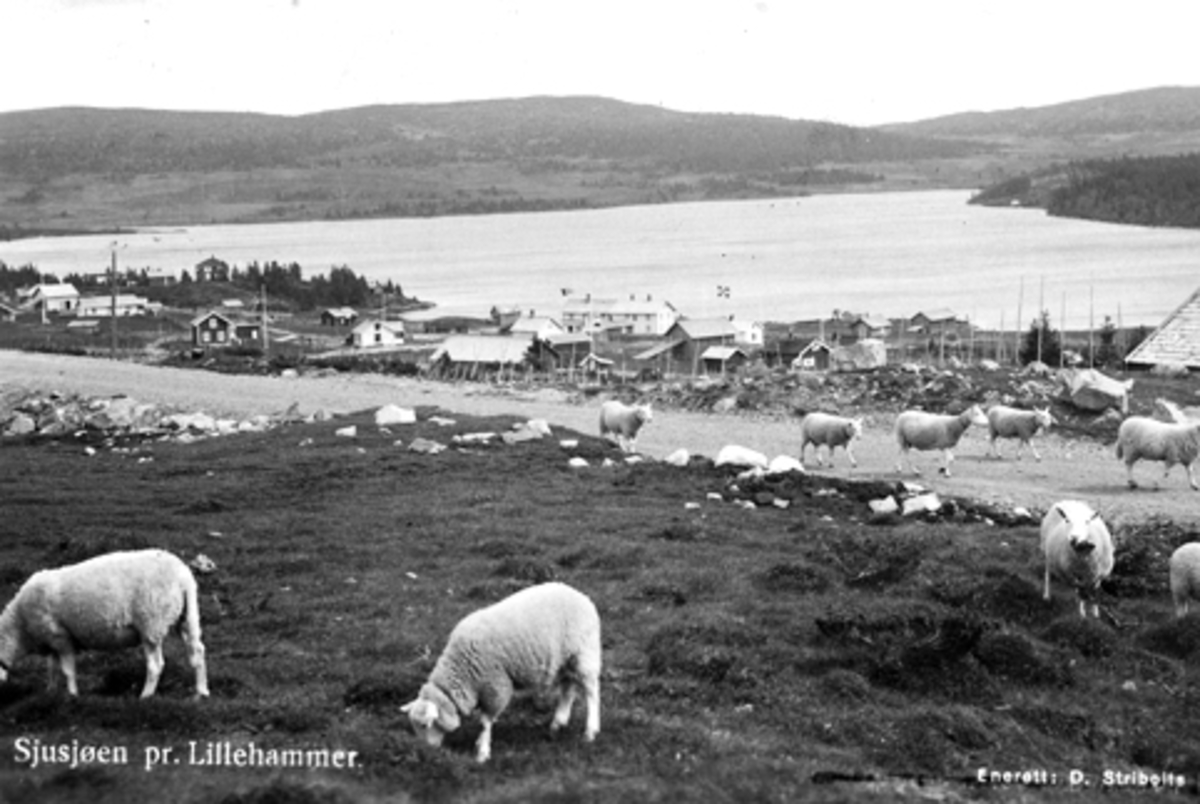 Anno Domkirkeodden, Parti fra Sjusjøen, sauer i forgrunn, postkort.