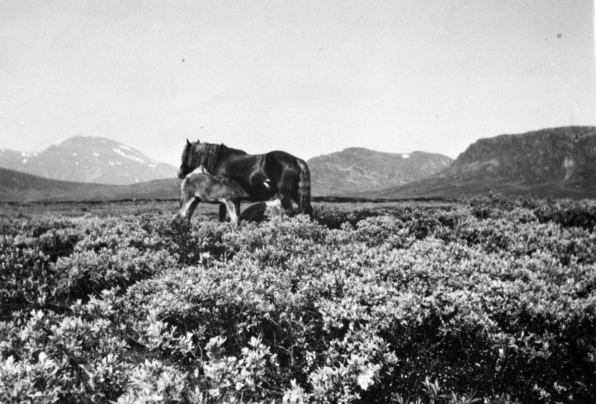 Anno Domkirkeodden, Hest med føll på fjellbeite. Kaldorsheia. Fra Tveiter, Stavsjø, Hedmark.