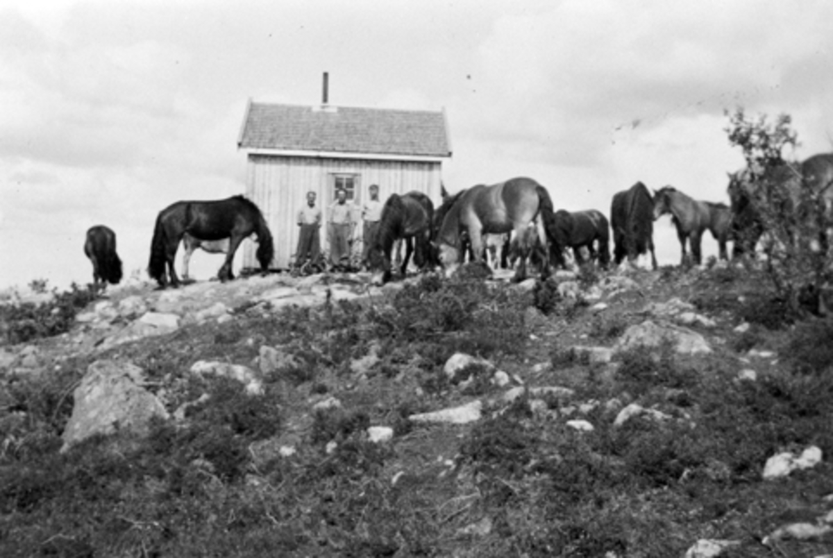 Anno Domkirkeodden, Eksteriør. Hestegjeterhytta, Golidalshytta. Hesteflokk og gjetere. Ringsakerfjellet.