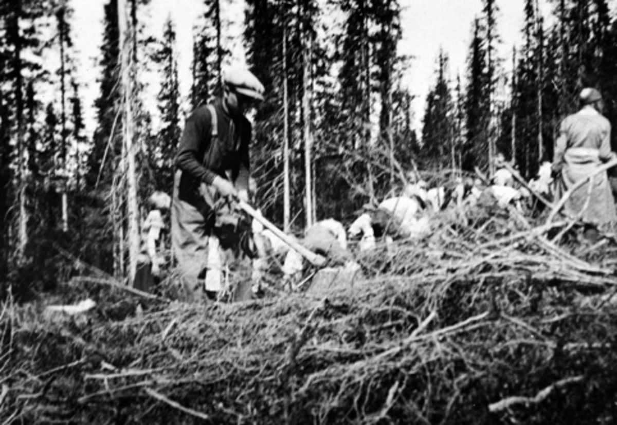 Anno Domkirkeodden, Elever fra Mauset skole, Brumunddal på skogplanting i Sørumhagan.