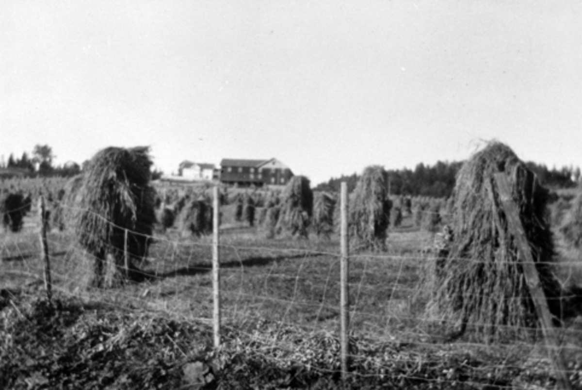 Anno Domkirkeodden, Bjørnstad gård, Nes, Hedmark. Korn på staur. Kornsnes.
