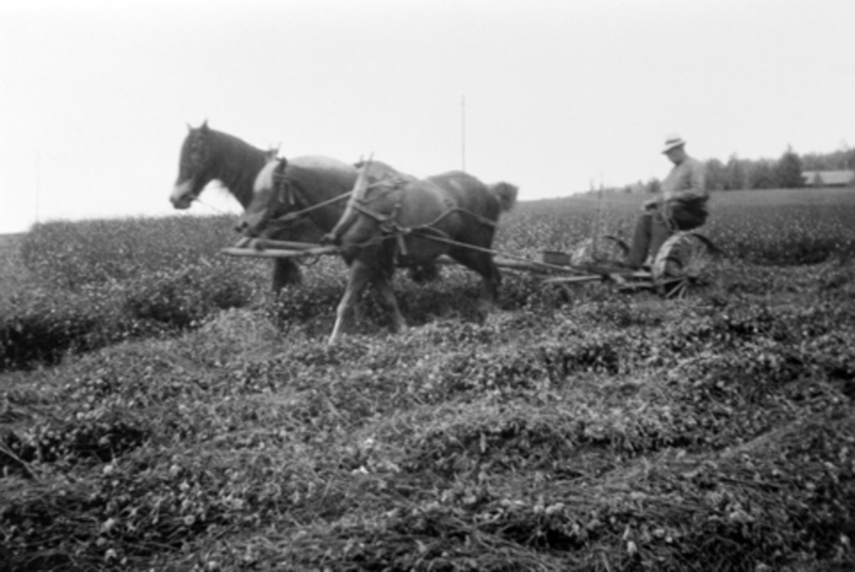 Anno Domkirkeodden, Slåttonn på Mørkved store, Furnes, Ringsaker i 1919. Tor Mørkved kjører hester i tospann med slåmaskin på Storjordet. Hesteredskap.