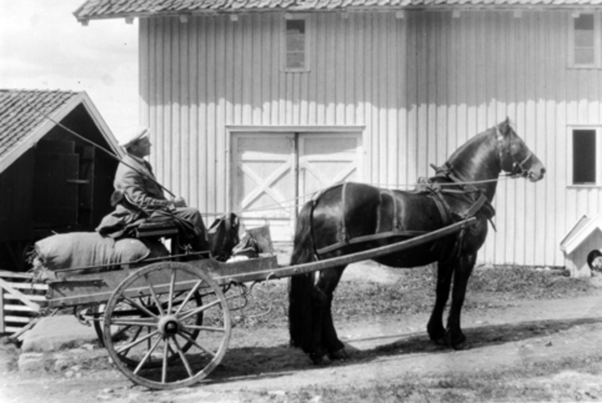 Anno Domkirkeodden, Peter Skyberg på veg til Lenningen med hesten "Høgnar" i 1926. Mørkved store, Ringsaker. Fullastet kjerre.