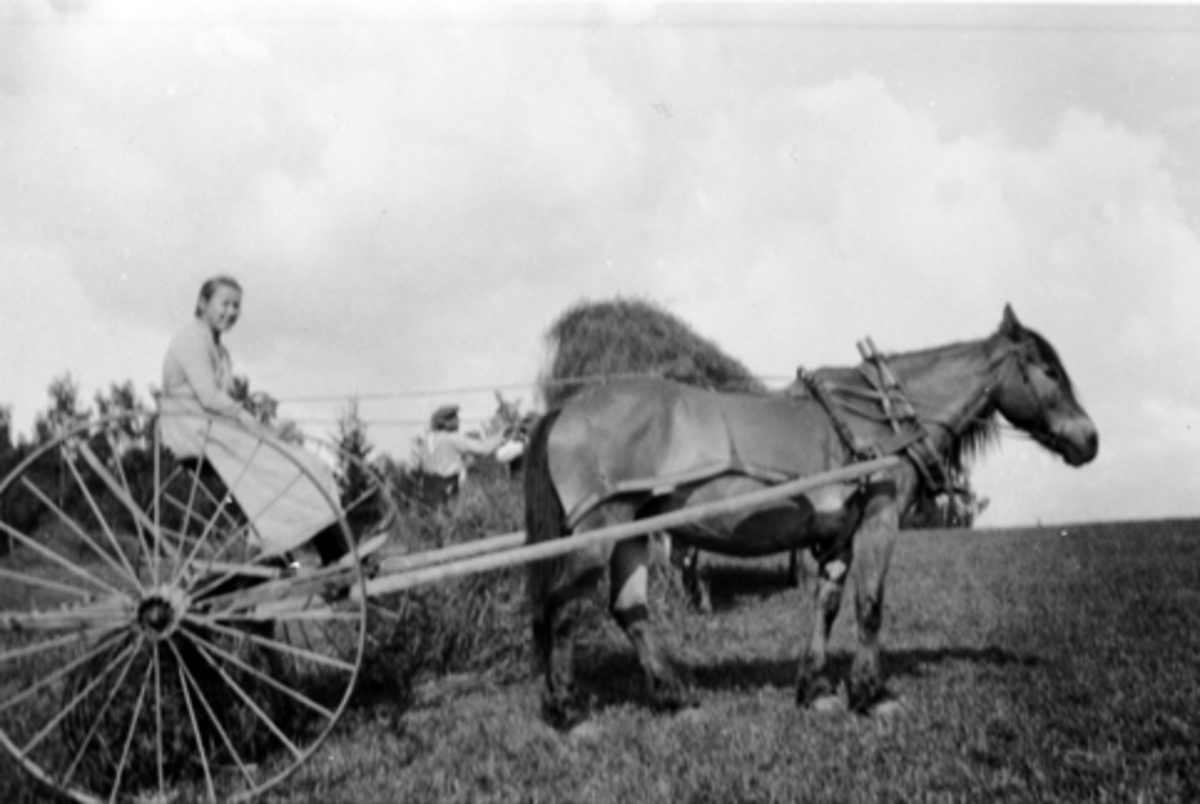 Anno Domkirkeodden, Slåttonn på Mørkved store, Ringsaker. Hest med hjulrive. Marie Lier kjører. Kvinne i arbeid.
