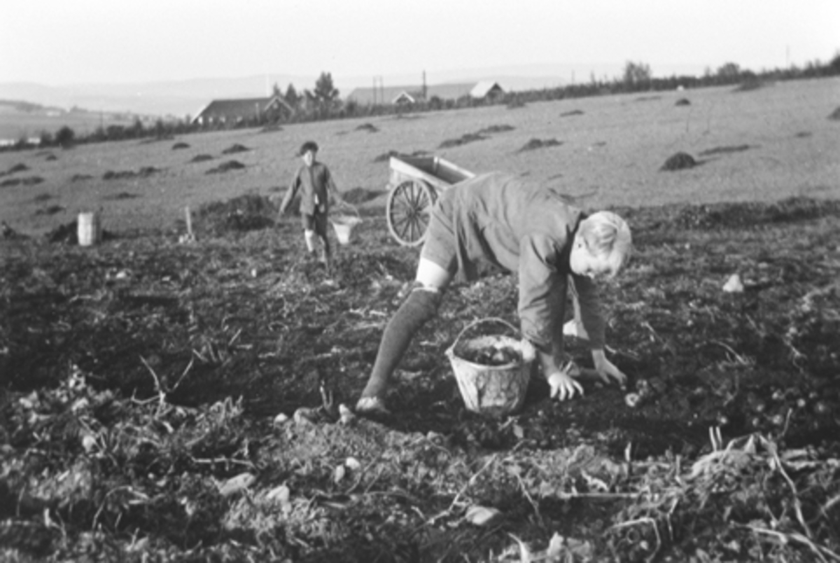 Anno Domkirkeodden, Potetplukking på Toftes Gave, Nedre Sund, Helgøya i 1930-årene. 2 gutter plukker poteter i sinkbøtter, tønner og kjerre.