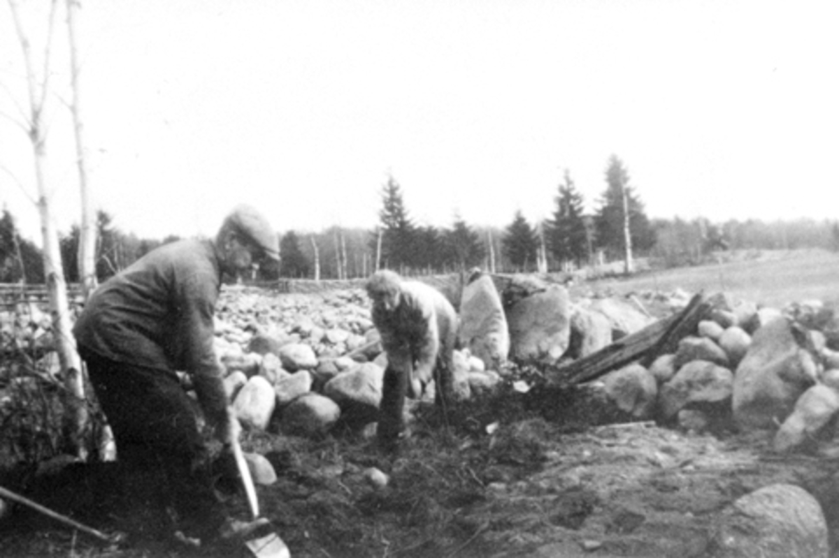 Anno Domkirkeodden, Nybrottsarbeid i Bakkom, Nes, Hedmark i 1931. Nils Sørbo (1888-1970) og ukjent rydder stein.