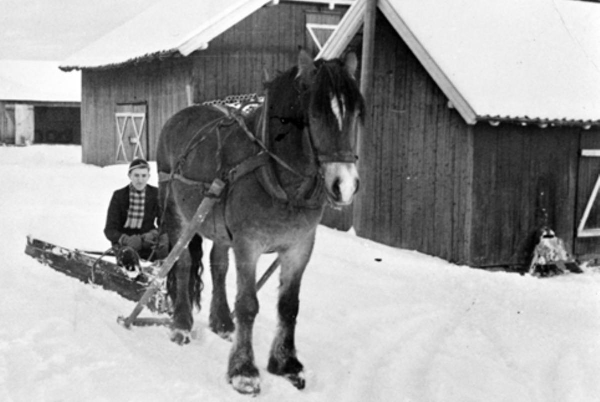 Anno Domkirkeodden, Arve Granerud kjører hest med snøplog av tre i Slåtten, Nes, Hedmark.