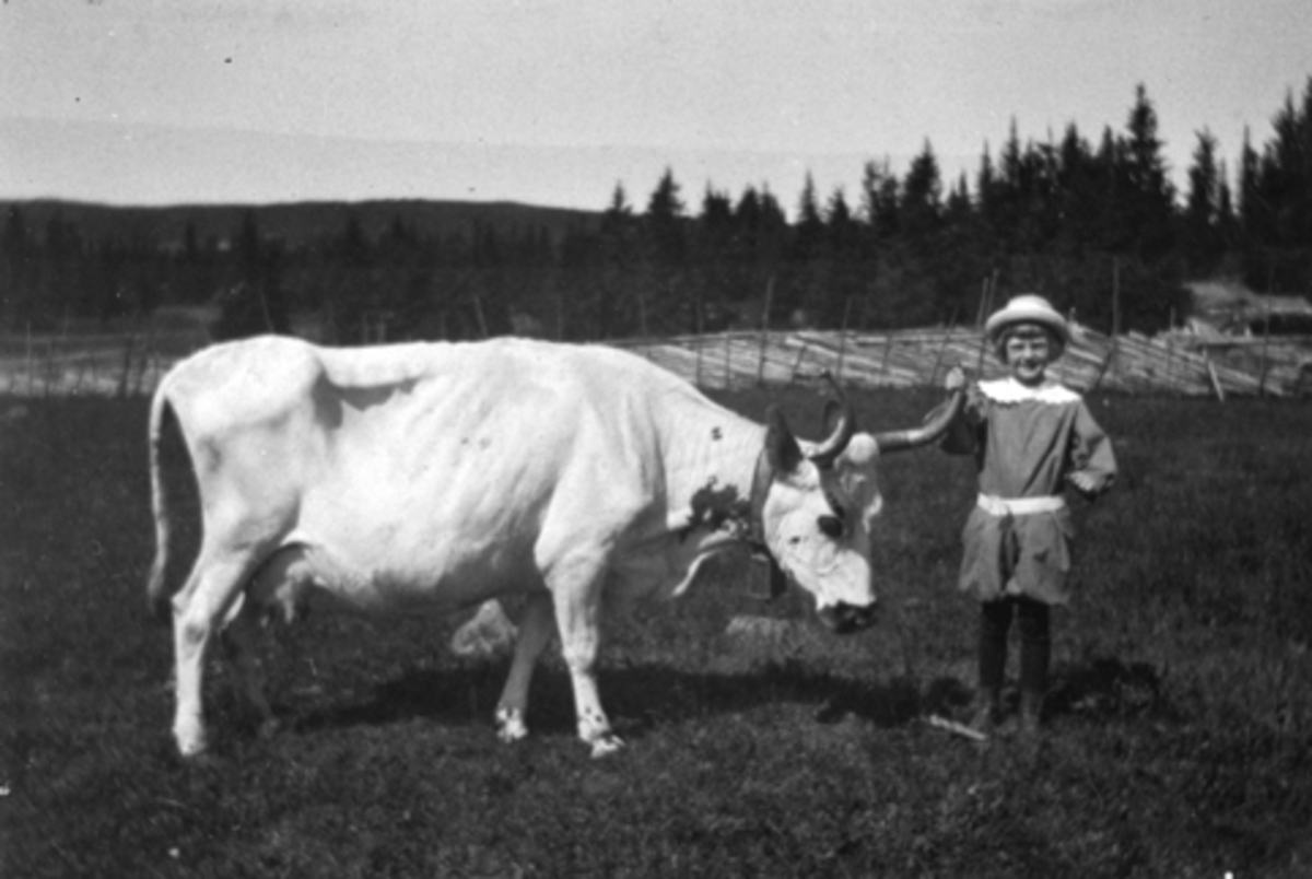 Anno Domkirkeodden, Babs Kildal og kua "Solveig" på setervollen på Moste i Ringsakerfjellet.