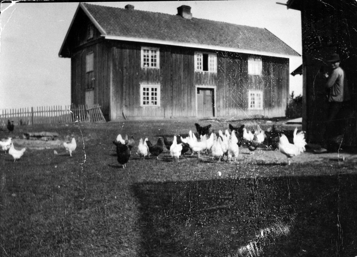 Anno Domkirkeodden, Den gamle hovedbygningen på Skjerven, Nes, Hedmark. Høner på tunet.
