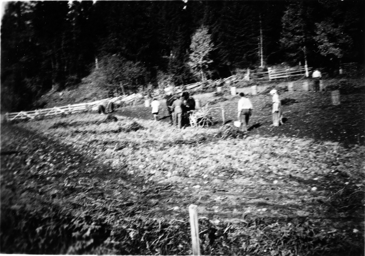 Anno Domkirkeodden, Potetopptaking på Smiuåkeren ca. 1938 på Hilstad nedre, Stavsjø, Hedmark. Hest med potetopptager.