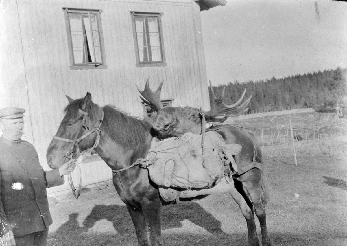 Anno Domkirkeodden, Thore Lien. Hest med kløv. Hode av store elgokse på kløven. Bergundhaugen, Ringsaker almenning.