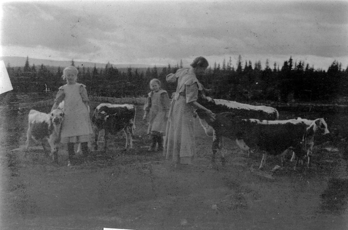 Anno Domkirkeodden, Ingeborg, Marie og Astrid med kalver på Nysætra 1910-11.