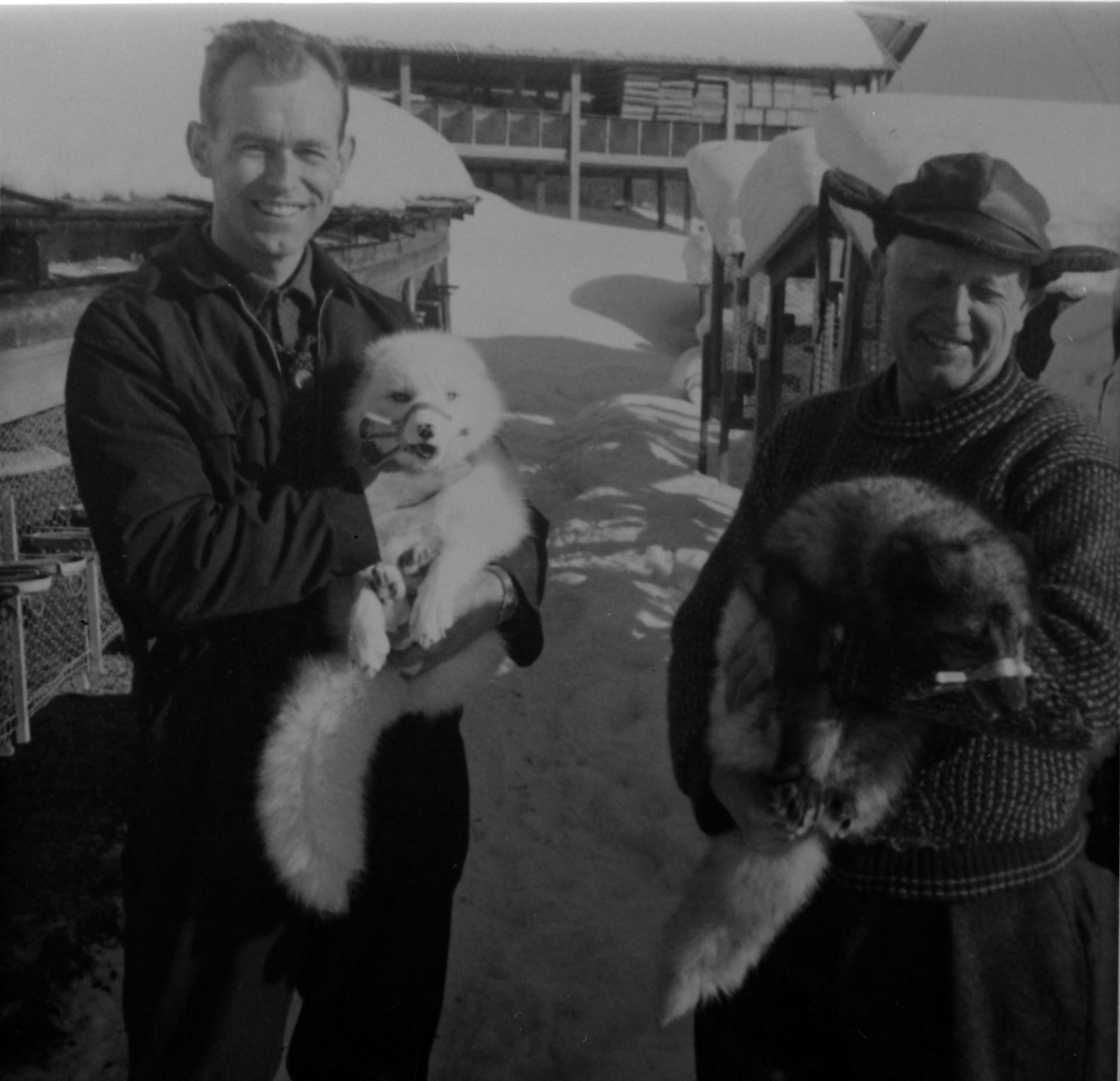 Anno Domkirkeodden, Pelsdyroppdrett på Haugen, Veldre, Ringsaker. Jon Jacob Nordang med Shadow, far med blårev.