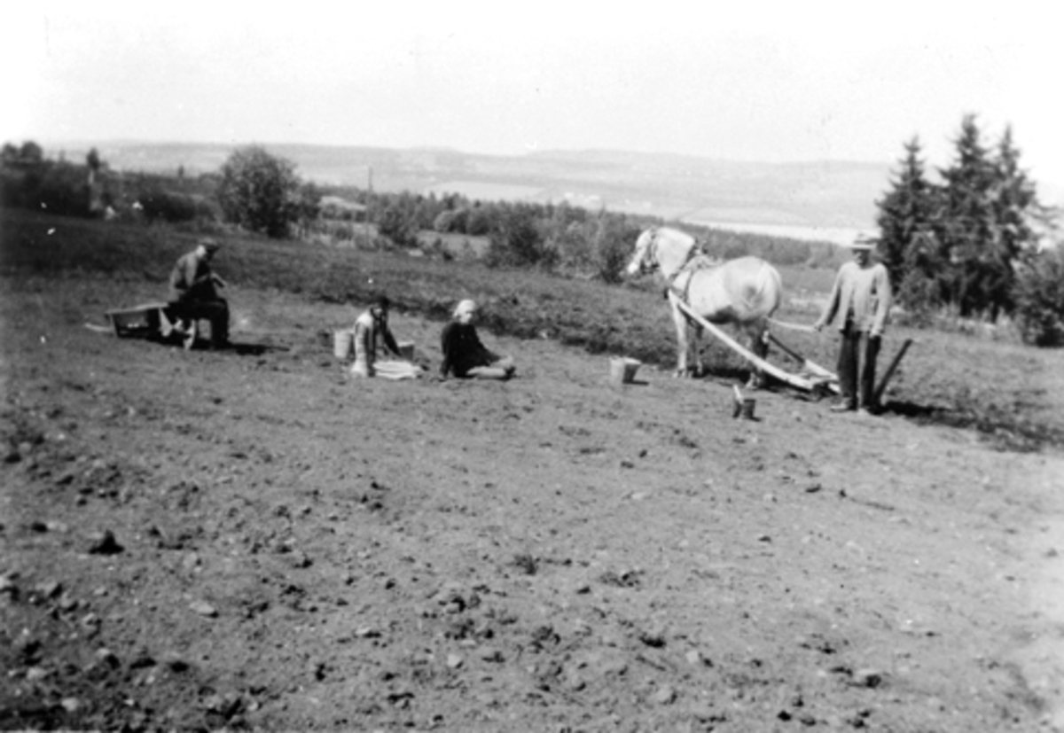 Anno Domkirkeodden, Potetplukking, hest, ard, hesteredskap, åker, fire personer, Rønningen, Helgøya.