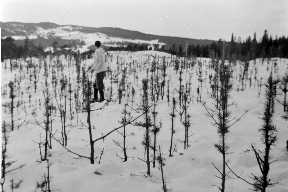 Anno Domkirkeodden, Elgskader på skogplanter i Ringsaker Almenning, vinteren 1956.