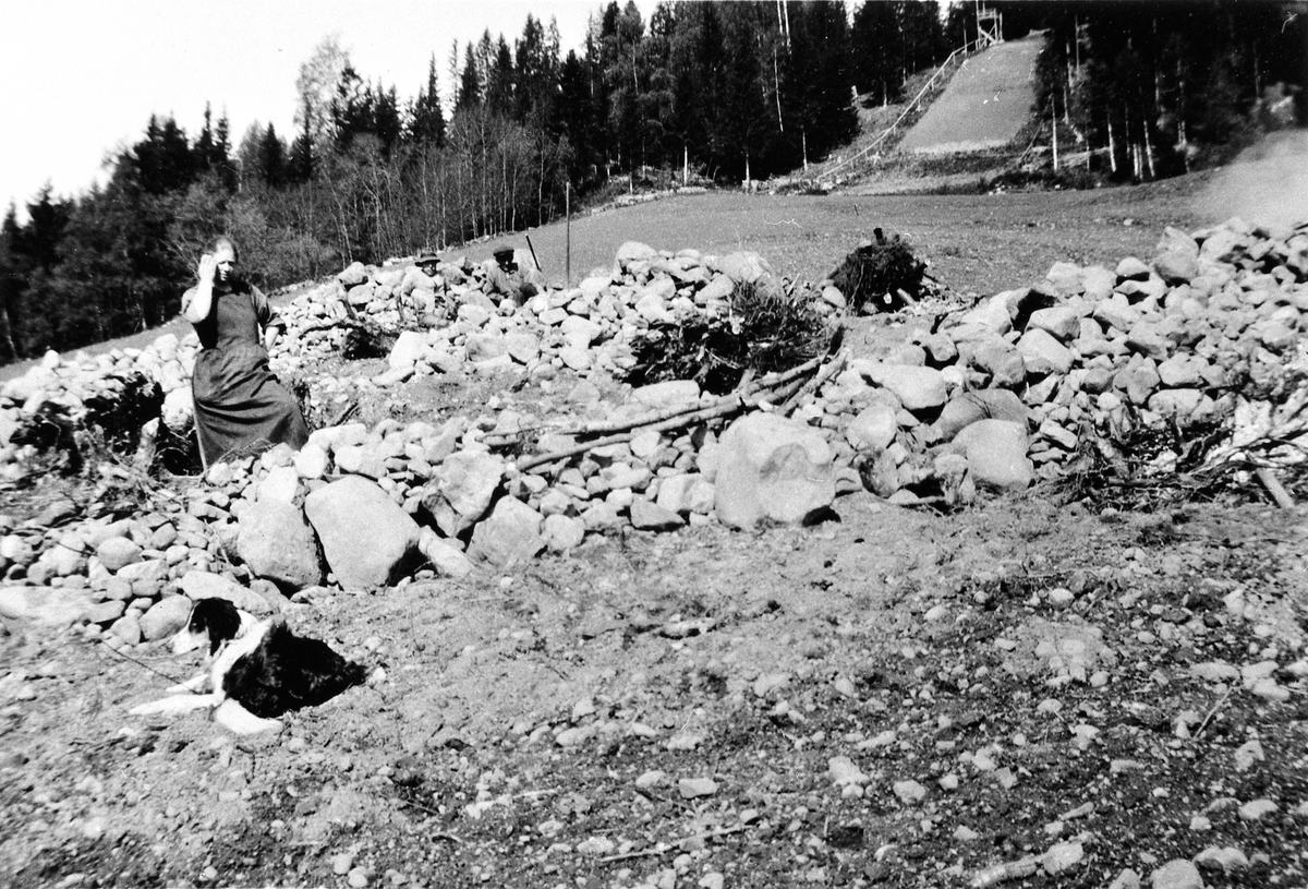 Anno Domkirkeodden, Steinkjøring på jordet, hoppbakke i bakgrunnen, Simenstadbakken, Simenstad gård, Veldre, Ringsaker. 1930.