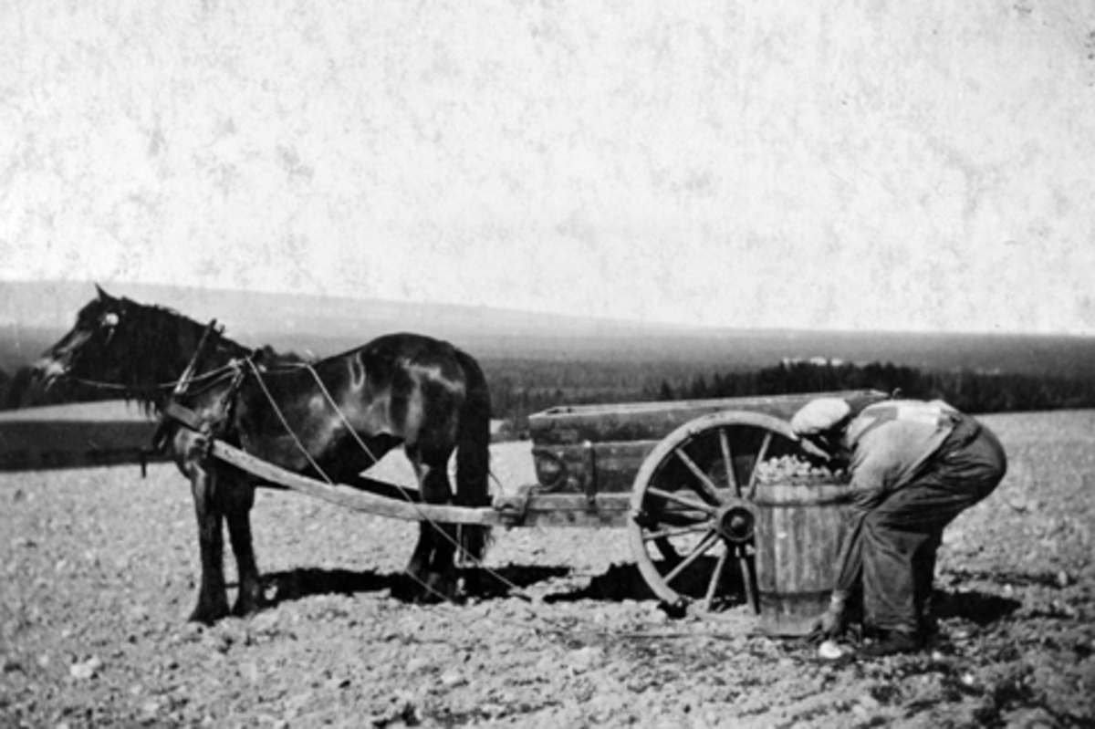 Anno Domkirkeodden, Potetonn på Snarud, Furnes i 1947. Gardskar Lars Holum er i gang med potetkjøring med hest og kjerre. De små klaffene på hjulet ble benyttet til å heise den tunge potettønna. Ved å smatt på hesten ble tønna med opp og kunne tømmes i kjerra.