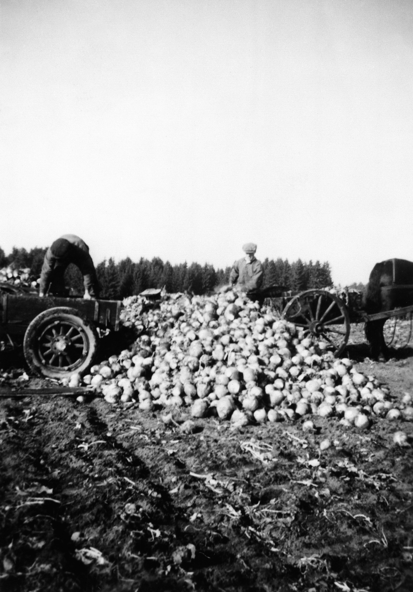 Anno Domkirkeodden, KÅLROT, INNHØSTING, KÅRE KRISTIANSEN KJØRER KÅLROT, HESTER MED STUTTKJERRER, GÅRDEN O, Vang H. Hesteredskap.
