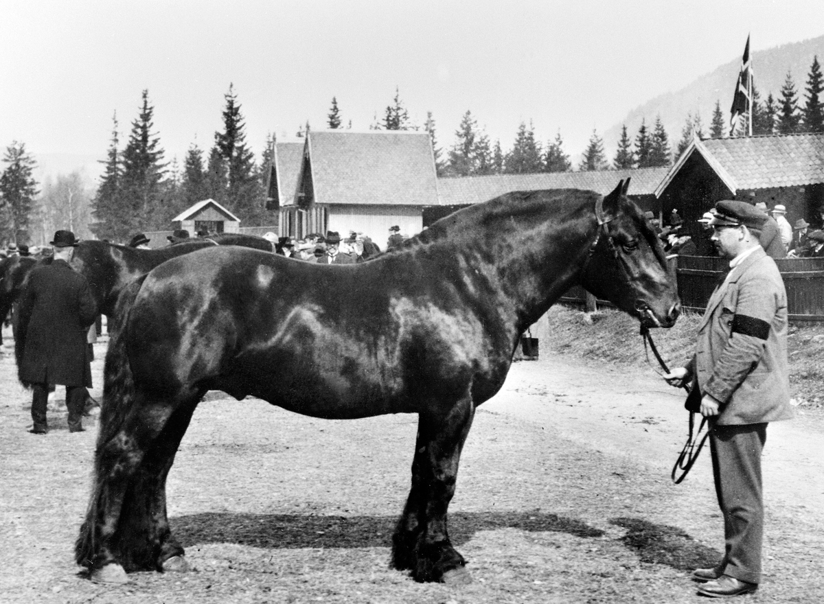 Anno Domkirkeodden, HESTEN BJØRKE 1055, MØNSTRES AV FIN ULVEN, 2 PREMIE 1919, HESTEUTSTILLING PÅ STAV