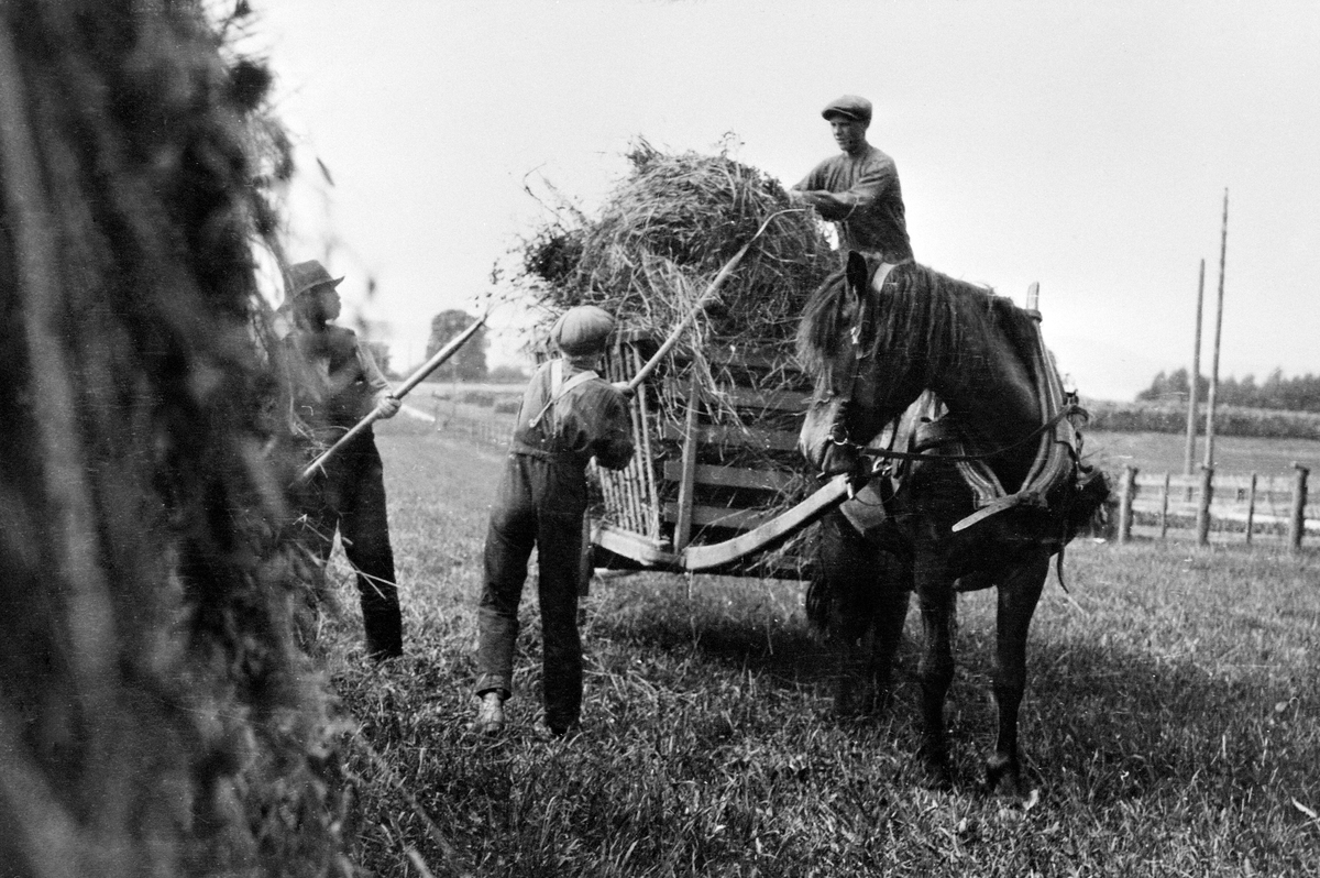 Anno Domkirkeodden, HØYONN, SLÅTTONN, HØYKJØRING MED HEST OG HØYKJERRE, 3 MENN ARBEIDER, A. HOLSTUEN, L. HOLSTUEN, AUGUST, GULLBEKKEN, HOL NORDRE,