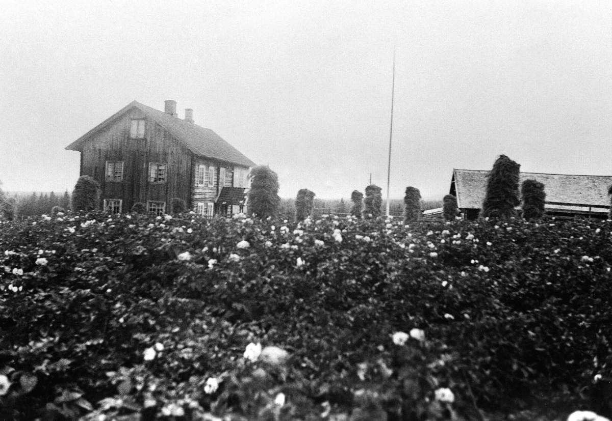 Anno Domkirkeodden, ÅS ØSTRE GÅRD