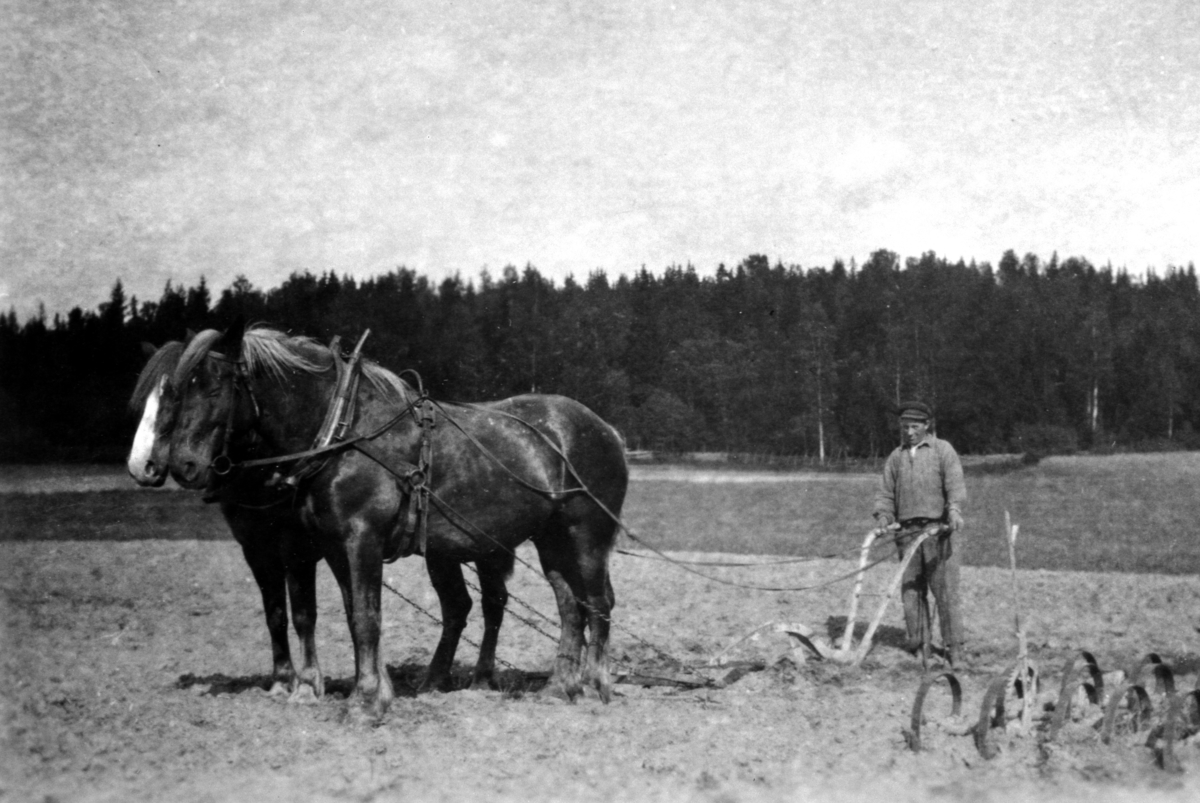 Anno Domkirkeodden, VÅRONN, 2 HESTER PLØYER MED PLOG, UKJENT ARBEIDER, ÅLSTAD GÅRDDUBL: 414-148 + 414-4615