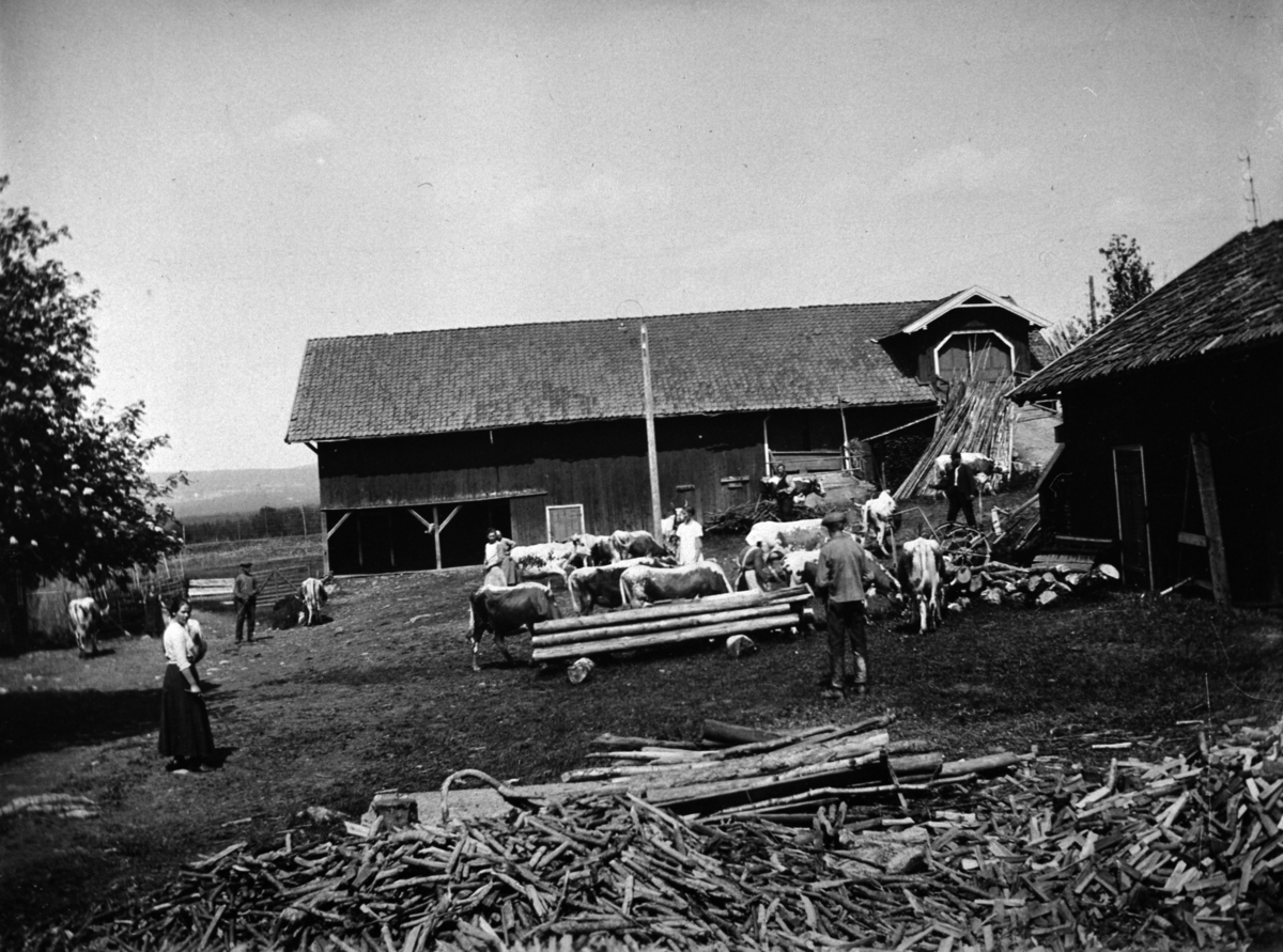 Anno Domkirkeodden, UTTUNET MED FOLK, KUER, LÅVE, INGEBERG STORE