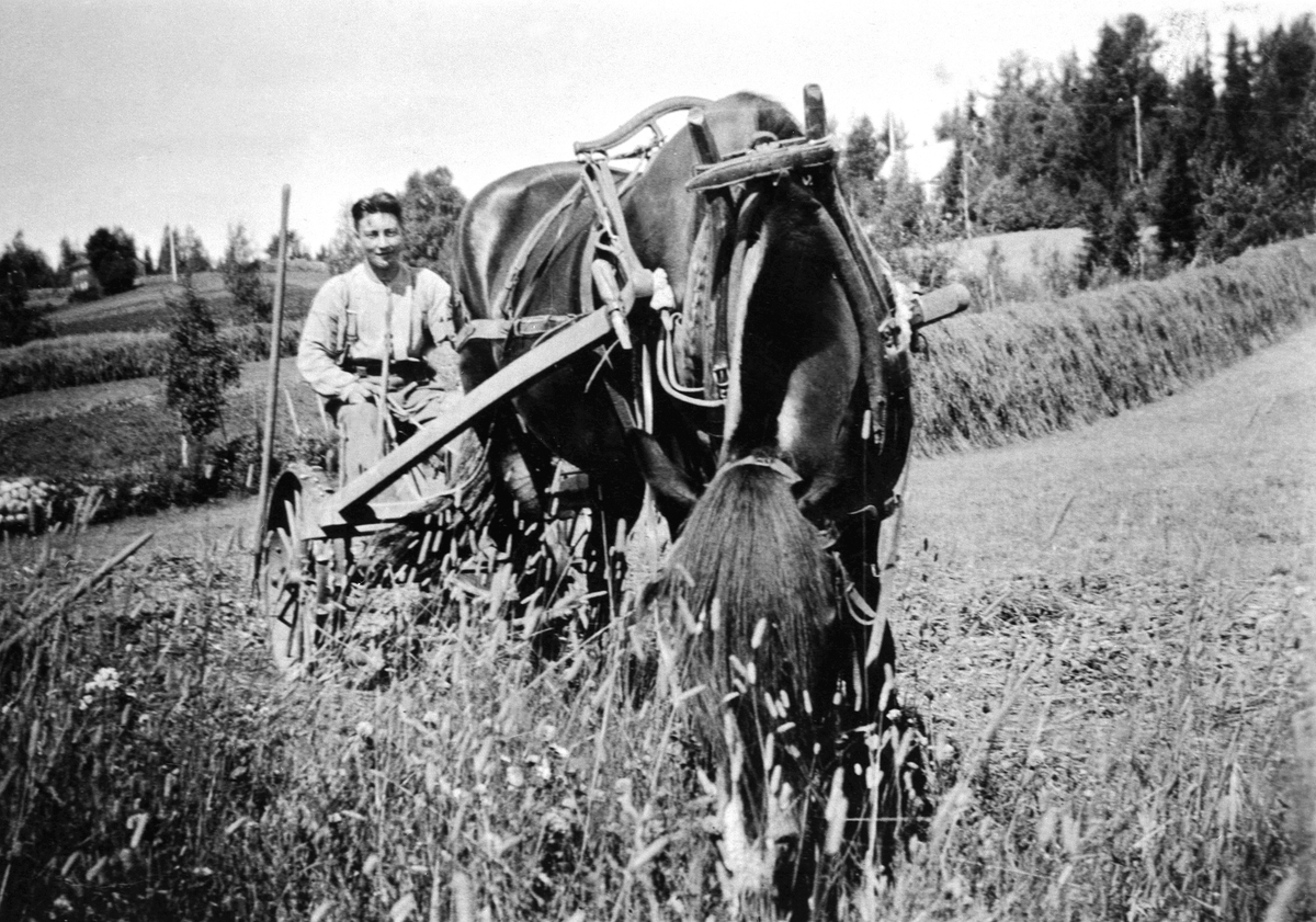 Anno Domkirkeodden, SLÅTTONN, HØYONN, KOLBJØRN ÅSRØNNINGEN FØDT: 1916, SLÅR GRAS, HEST MED SLÅMASKIN, ÅSRØNNINGEN