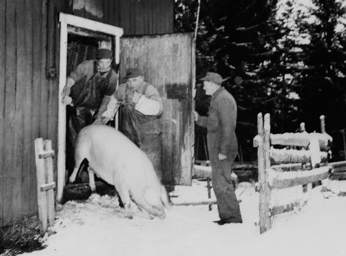 Anno Domkirkeodden, SNEKKERSVEEN, BYGDESLAKTER PEDER NYBAKKEN, HÅKON NORDSVEEN OG LUDVIG BRODAL TAR UT GRISEN FRA GRISHUSET FOR SLAKTING, GRISSLAKTING