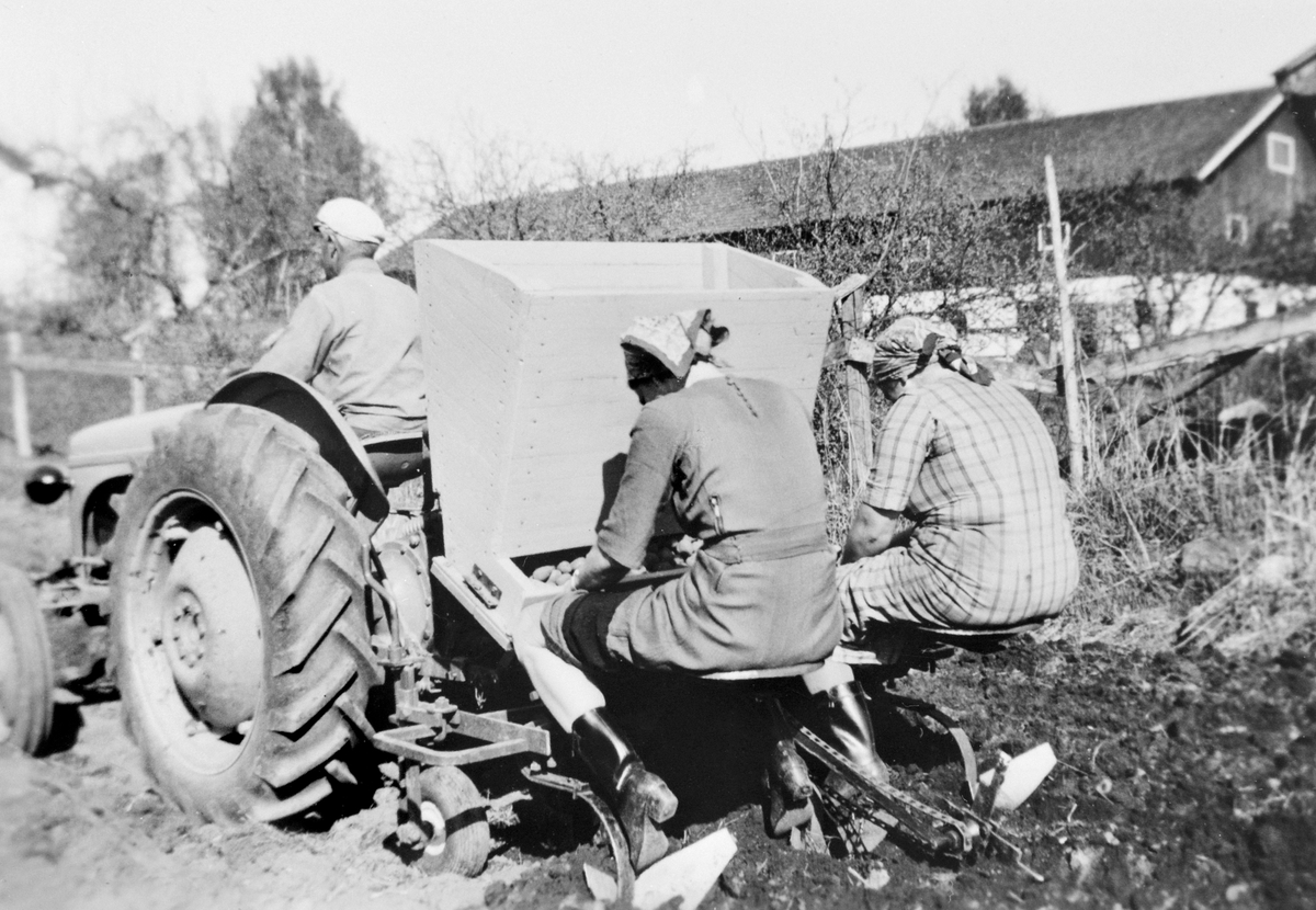 Anno Domkirkeodden, POTETSETTING PÅ SØNDRE TOMTER MED TROLLRAMME OG POTETSETTINGSUTSTYR. GUDMUND TOMTER KJØRER TRAKTOREN, GRÅTASS. JORUNN OG KAREN TOMTER SETTER POTETER.