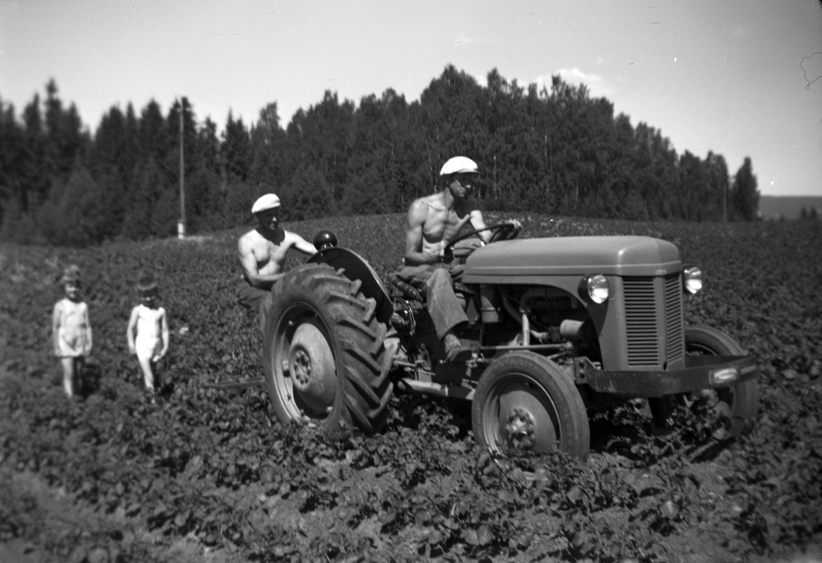 Anno Domkirkeodden, SØNDRE TOMTER. RADRENSKING AV POTETER MED TROLLUTSTYR OG FERGUSON TRAKTOR MOD. 1952. KÅRE TOMTER PÅ TRAKTOREN OG GUDMUND TOMTER STYRER RADRENSKEREN. I ÅKEREN MARIT TØMTE OG OLE JACOB TOMTER. CA 1960