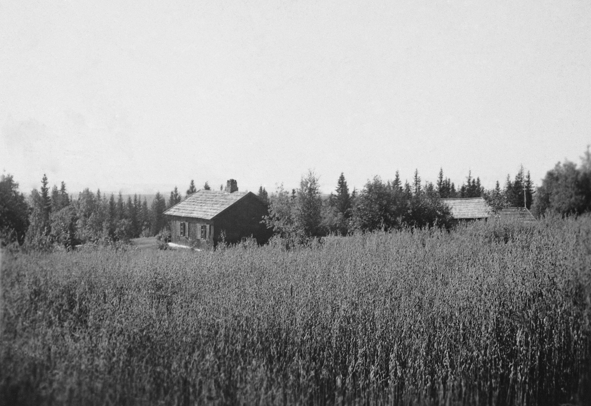 Anno Domkirkeodden, STENBERGSRØNNINGEN, EKSTERIØR. 1940 ÅRENE. DET BLE DYRKET HAVRE HER UNDER KRIGEN.