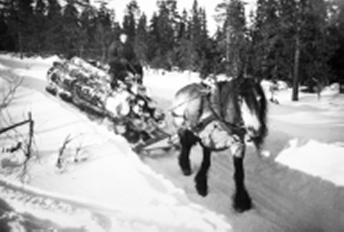 Ukjent, Peder Sandvold. Hest og slede, vedhogst. Rydheim gard i Vang H. Skogsarbeid.