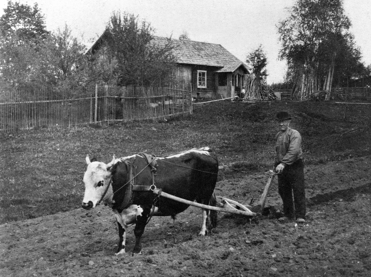 Anno Domkirkeodden, VÅRONN, KARLOT BRONKEBAKKEN KJØRER ARD M/OKSE, PLØYER, BRONKEBAKKEN, JORDBRUKSREDSKAP, LØTEN. Se Lautin fra 1982 side 108.