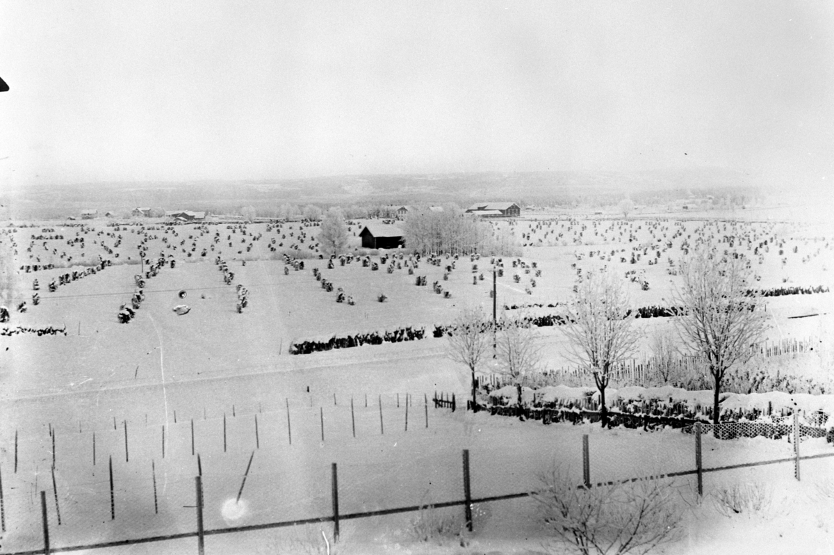 Anno Domkirkeodden, SNØKLEDD LANDSKAP, FRA UÅRET 1907, VINTER, KORNAVLINGEN ØDELAGT