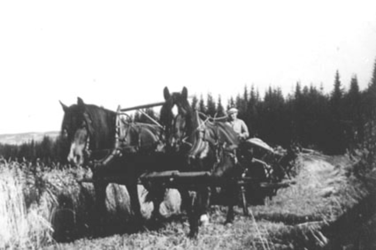 Anno Domkirkeodden, SKURONN, 2 HESTER TREKKER SELVBINDER, SJØLBINDER, LINNERUD, ROMEDAL,