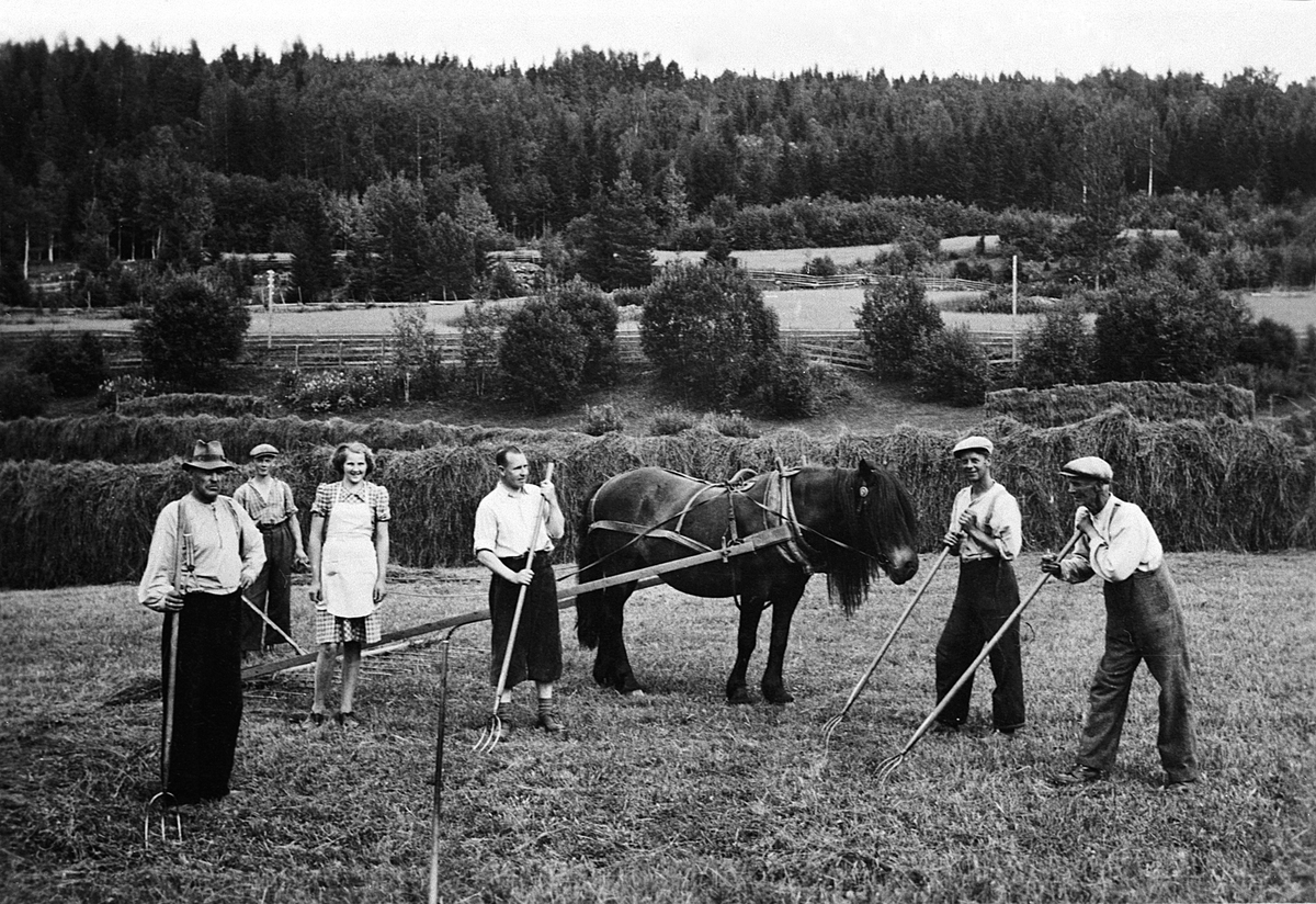 Anno Domkirkeodden, HØYONN, SLÅTTONN, GRUPPE: 6 ARBEIDERE MED RIVER, HEST MED HØYRIVE, HØYHESJER, LILLEHOV, HOV LILLE, ROMEDAL, F. V. OSKAR JOHSEN HJØRNET, GUNNAR BJØRNDALEN, MARIT NORSTAD G. FJELLET, EDVIN LILLEHOV, GUDOLV LILLEHOV OG SYVER LILLEHOV.
