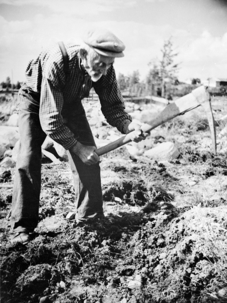 Anno Domkirkeodden, MARTIN KILDALEN GRAVER ÅKER MED HAKKE, VOLUNGBAKKEN, VALLSET,