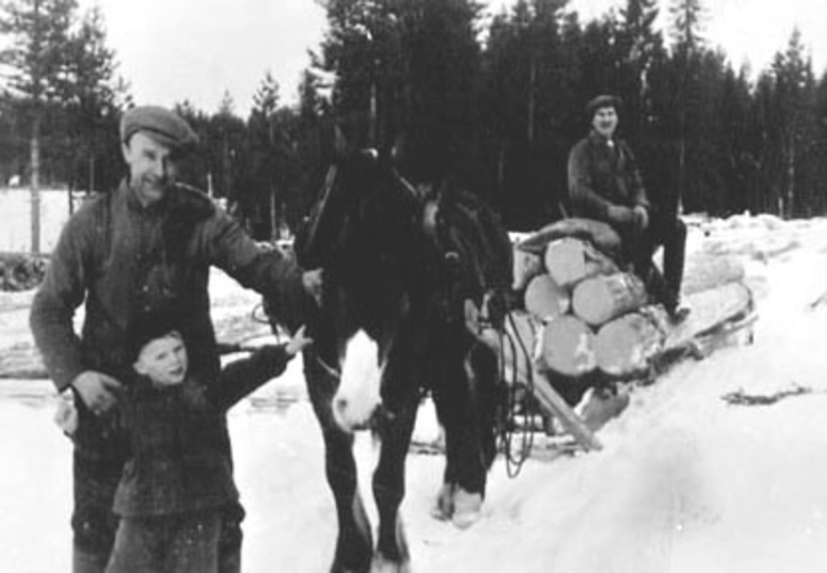Anno Domkirkeodden, TØMMERKJØRING HESTEN BLESSEN, 3 GENERASJONER TERJE MOSHAUG FØDT: 1945, PER FØDT: 1909, EMIL FØDT : 1883, PRESTMARKA,